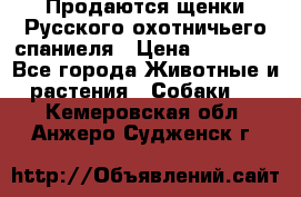 Продаются щенки Русского охотничьего спаниеля › Цена ­ 25 000 - Все города Животные и растения » Собаки   . Кемеровская обл.,Анжеро-Судженск г.